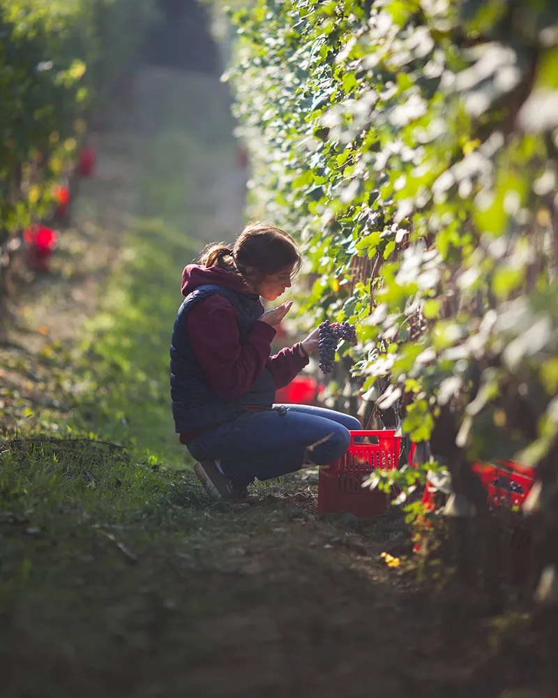 Serradenari Società Agricola - La Morra Piedmont, Italy