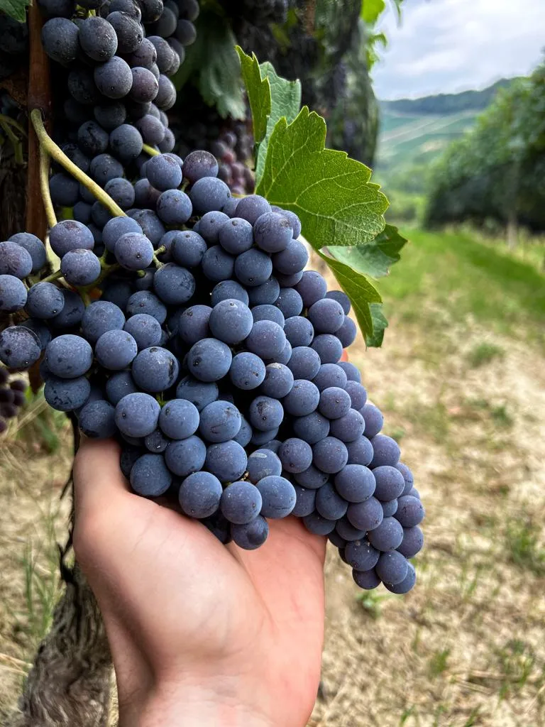 next-releases.intro.alt